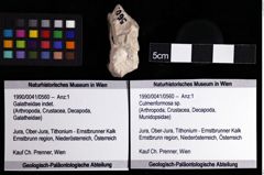 Foto (Objket + Etiketten) von Culmenformosa sp. 